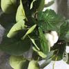 Wreaths LIU- Artificial Green Plant Decorated with Cotton Pastoral Style Front Door, for Halloween and Christmas view 4