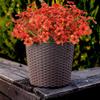 Artificial Outdoor Flowers,8 Bundles UV Resistant Fake Flowers,Artificial Violet Flowers Plastic Faux Flowers Greenery Plants for Outdoor Garden Porch Window Box Decoration(Orange Red) view 2