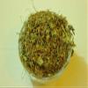 Golden Drops Gulbanafsha Viola Odorata Sweet Violet Gul Banafsha 50 Grarm view 2