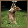 Trends International Famous Kitten Hang In There Poster Wall Poster, 22.4L x 14.7W, Bronze Framed Version view 1