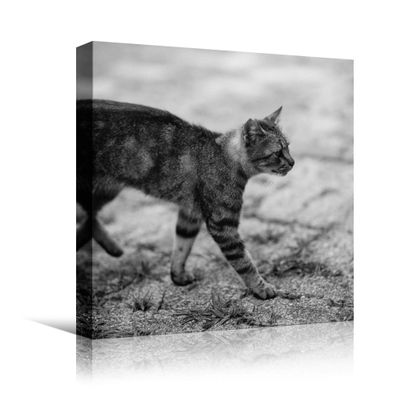 bestdeal depot Duotone Cat V Animals Black and White Contemporary Expressive Grey Living Room Photography Wall Art Prints for Living Room,Bedroom Ready to Hang - 16x16 inches