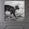 bestdeal depot Duotone Cat V Animals Black and White Contemporary Expressive Grey Living Room Photography Wall Art Prints for Living Room,Bedroom Ready to Hang - 16x16 inches view 2