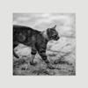 bestdeal depot Duotone Cat V Animals Black and White Contemporary Expressive Grey Living Room Photography Wall Art Prints for Living Room,Bedroom Ready to Hang - 16x16 inches view 3
