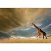 SIGNWIN Wall Mural Giraffe Removable Self-Adhesive Wallpaper Wall Decoration for Bedroom Living Room - 100x144 inches view 2