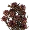 Vickerman Purple Orchid Plumosum Flower 20" Long Stem view 2