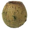 Vickerman 648643-1" (App) Basil Bell Gum Pods 2.2 lbs/Bg (H1BGB100) Dried and Preserved Foliage view 1