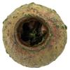 Vickerman 648643-1" (App) Basil Bell Gum Pods 2.2 lbs/Bg (H1BGB100) Dried and Preserved Foliage view 2