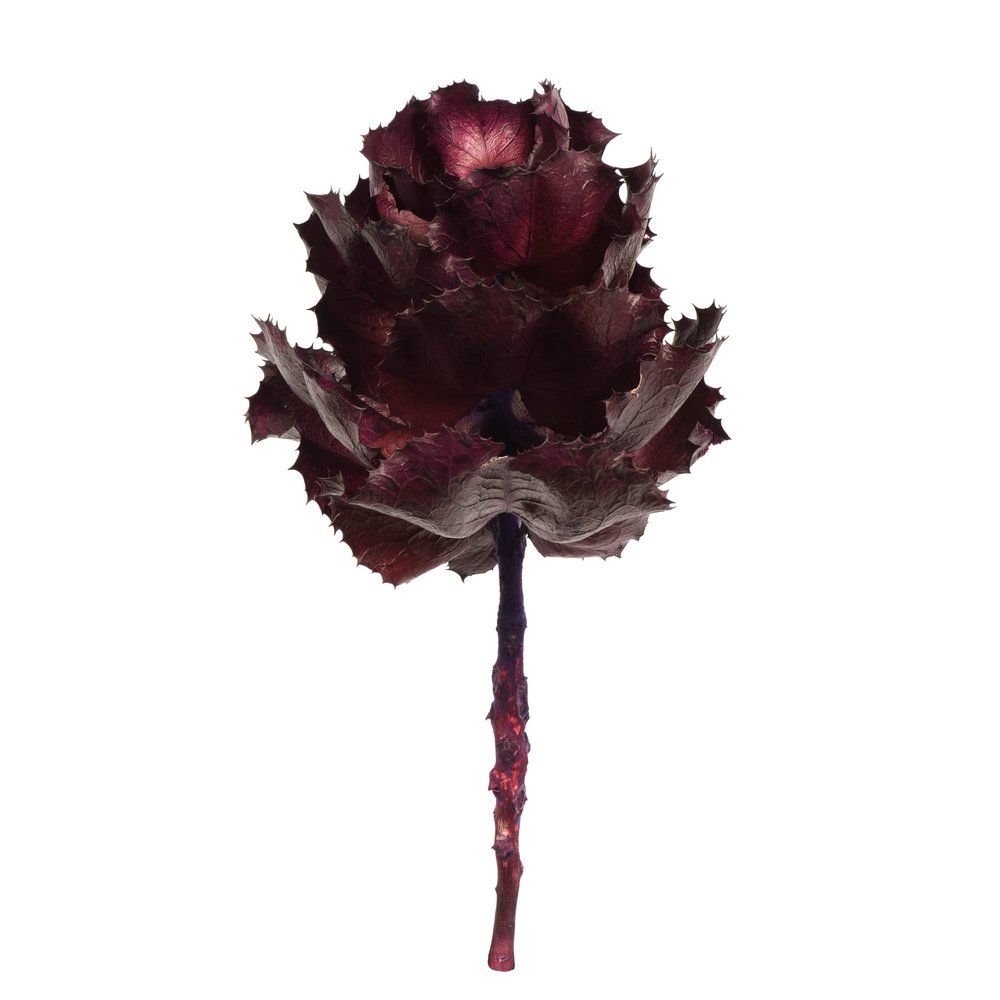 Vickerman 6" - 7" Queen Flower Medium, Violet, for Receiving Only (CP-30), Dried