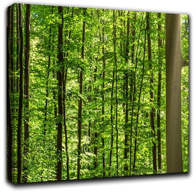 A Forest Sunny Morning Wall Art Decor Picture Painting Poster Print on Canvas Panels Pieces - Nature Theme Wall Decoration Set - A Good Morning Feeling Wall Picture for Living Room 23 by 40 in