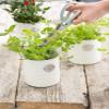 Typhoon Living Collection | Herb Planter - Cream view 2