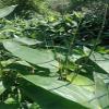 100 Fresh Sheets Vacuum Packed Bamboo LeavesNatural Wild Bamboo Leaf Sushi Cuisine Barbecue Decoration Zongzi Material view 2