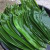 100 Fresh Sheets Vacuum Packed Bamboo LeavesNatural Wild Bamboo Leaf Sushi Cuisine Barbecue Decoration Zongzi Material - M Size view 3