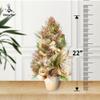 22 Handcrafted Premium Christmas Tabletop Tree Champagne Gold Poinsettia Cone with Pot HOLIDAY TREE view 2