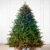 Balsam Hill 7ft Pre-Lit Classic Blue Spruce - Artificial Christmas Tree with Twinkly Lights, Easy Plug Technology, Premium Stand for Indoor Holiday Decorating view 2