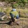 Hi-Line Gift Ltd. Motion Activated Singing Bird TIT ON Stump, Blue; Green view 2