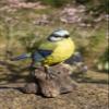 Hi-Line Gift Ltd. Motion Activated Singing Bird TIT ON Stump, Blue; Green view 4