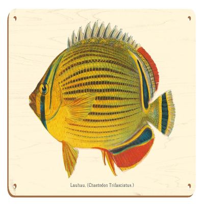 Lauhau (Chaetodon Trifasciatus) - Hawaiian Rainbow Butterflyfish - from Fishes of Hawaii - Vintage Hawaiian Color Postcard c.1905-8 x 12 inch Vintage Wood Art Sign