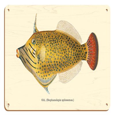 Oili (Stephanolepis Spilosomus) - From Fishes of Hawaii - Vintage Hawaiian Color Postcard c.1909-8 x 12 inch Vintage Wood Art Sign