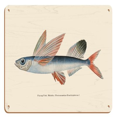 Flying Fish (Malolo) - The Waikiki Aquarium Hawaii - Vintage Hawaiian Color Postcard c.1905-8 x 12 inch Vintage Wood Art Sign