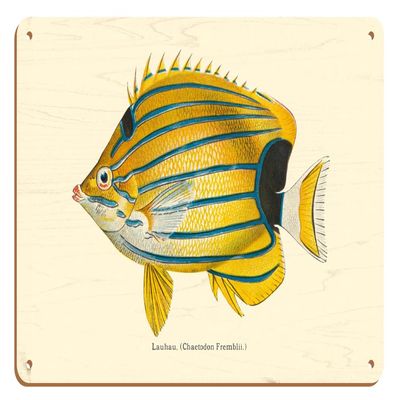 Lauhau (Chaetodon Fremblii) - Hawaiian Bluestripe Butterflyfish - from Fishes of Hawaii - Vintage Hawaiian Color Postcard c.1905-8 x 12 inch Vintage Wood Art Sign