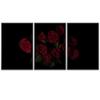 SIGNWIN 3 Piece Framed Canvas Wall Art Red Rose Clusters Canvas Prints Home Artwork Decoration for Living Room,Bedroom - 16"x24"x3 Panels view 2