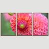 SIGNWIN 3 Piece Framed Canvas Wall Art Pink Blossom Canvas Prints Home Artwork Decoration for Living Room,Bedroom - 16"x24"x3 Panels view 3