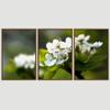 SIGNWIN 3 Piece Framed Canvas Wall Art White Blossom Canvas Prints Home Artwork Decoration for Living Room,Bedroom - 16"x24"x3 Panels view 3