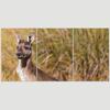 SIGNLEADER Lone Kangaroo Wall Art Animals Canvas Prints for Living Room Bedroom Multicolor Photography - 24"x36" x 3 Panels view 3