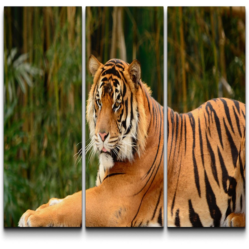 SIGNLEADER Canvas Print Wall Art Set Tiger in the Bamboo Forest Animals WildLife Photography Realism Rustic Scenic Relax/Calm Multicolor for Living Room, Bedroom, Office - 24"x36" x 3 Panels