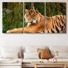 SIGNLEADER Canvas Print Wall Art Set Tiger in the Bamboo Forest Animals WildLife Photography Realism Rustic Scenic Relax/Calm Multicolor for Living Room, Bedroom, Office - 24"x36" x 3 Panels view 2