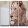 SIGNLEADER Canvas Print Wall Art Set Closeup Film Grain Lion Portrait Animals WildLife Photography Realism Rustic Scenic Relax/Calm Multicolor for Living Room, Bedroom, Office - 24"x36" x 3 Panels view 1