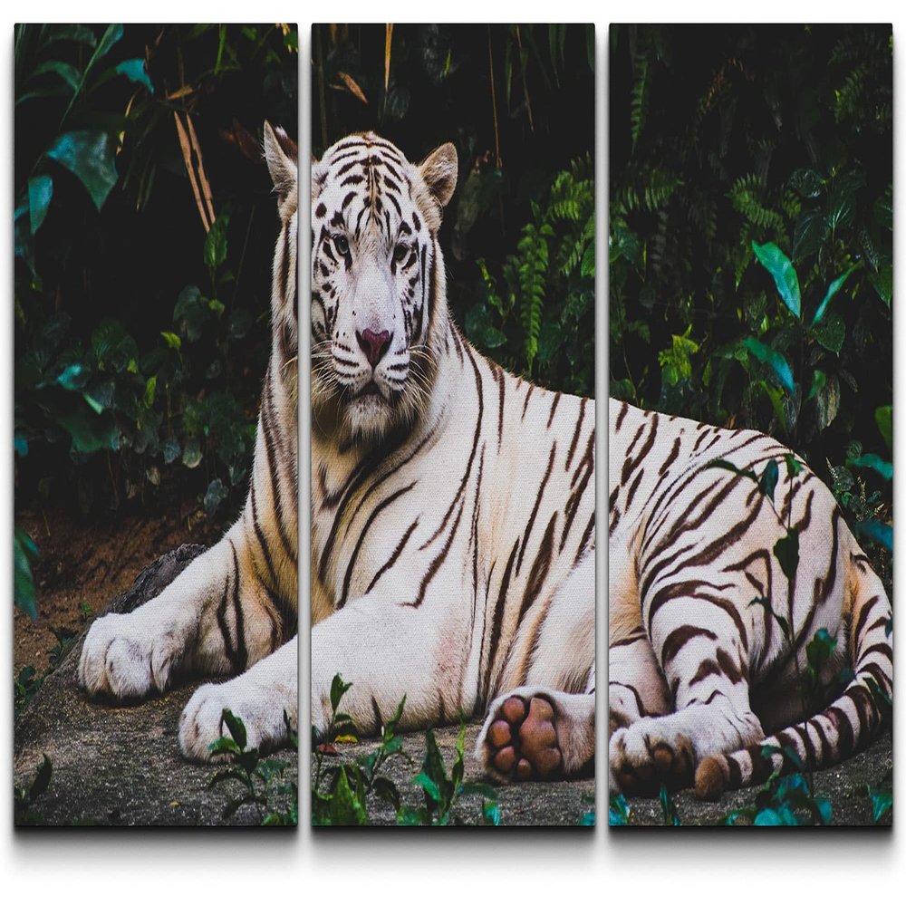 SIGNLEADER Canvas Print Wall Art Set White Tiger Sits in the Jungle Animals WildLife Photography Realism Rustic Scenic Relax/Calm Multicolor for Living Room, Bedroom, Office - 24"x36" x 3 Panels