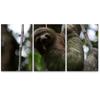 SIGNLEADER Sloth on a Treer Wall Art Animals Canvas Prints for Living Room Bedroom Multicolor Photography - 24"x36" x 3 Panels view 2
