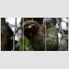SIGNLEADER Sloth on a Treer Wall Art Animals Canvas Prints for Living Room Bedroom Multicolor Photography - 24"x36" x 3 Panels view 3
