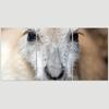 SIGNLEADER Kangaroo Portrait Wall Art Animals Canvas Prints for Living Room Bedroom Multicolor Photography - 24"x36" x 3 Panels view 3