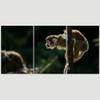 SIGNLEADER Baby Monkey on a Branch Wall Art Animals Canvas Prints for Living Room Bedroom Multicolor Photography - 24"x36" x 3 Panels view 3
