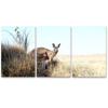 SIGNLEADER Lone Kangaroo Wall Art Animals Canvas Prints for Living Room Bedroom Multicolor Photography - 24"x36" x 3 Panels view 2