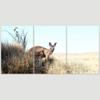 SIGNLEADER Lone Kangaroo Wall Art Animals Canvas Prints for Living Room Bedroom Multicolor Photography - 24"x36" x 3 Panels view 3