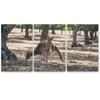 SIGNLEADER Lone Kangaroo Wall Art Animals Canvas Prints for Living Room Bedroom Multicolor Photography - 24"x36" x 3 Panels view 2