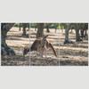 SIGNLEADER Lone Kangaroo Wall Art Animals Canvas Prints for Living Room Bedroom Multicolor Photography - 24"x36" x 3 Panels view 3