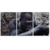 SIGNLEADER Cautious Gorilla Wall Art Animals Canvas Prints for Living Room Bedroom Multicolor Photography - 24"x36" x 3 Panels view 2