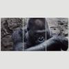 SIGNLEADER Cautious Gorilla Wall Art Animals Canvas Prints for Living Room Bedroom Multicolor Photography - 24"x36" x 3 Panels view 3