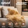 Natural Milan Genuine Sheepskin Area Rugs with Thick and Lush Pile, Fluffy Sheep Fur Rug with Anti-Skid Backing for Bedroom Living Room, Single Pelt, Morchella 2 ft x 3 ft view 3