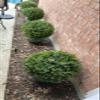 24''T Boxwood Ball Shaped Topiary Home & Garden Potted Artificial Shrubs Tree (1 PC) view 2