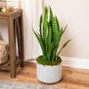 3' Green Two Tone Potted Artificial Snake Plant view 2