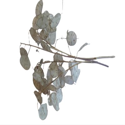 Five Dried Lunaria Stems, 6"-10" Length, with disc-Shaped silicles, for Weddings, Anniversaries, Celebrations. New 2025 Crop!