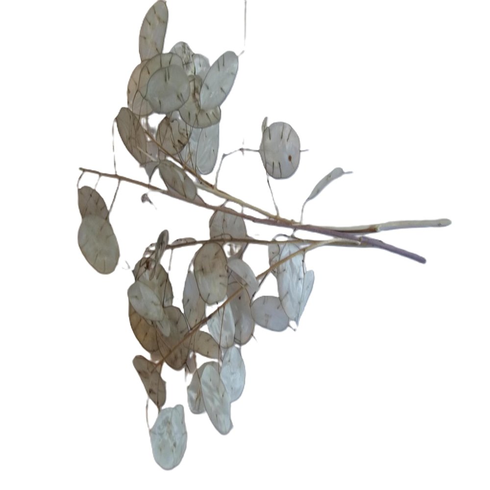 Five Dried Lunaria Stems, 6"-10" Length, with disc-Shaped silicles, for Weddings, Anniversaries, Celebrations. New 2025 Crop!