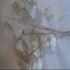 Five Dried Lunaria Stems, 6"-10" Length, with disc-Shaped silicles, for Weddings, Anniversaries, Celebrations. New 2025 Crop! view 3