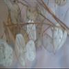 Five Dried Lunaria Stems, 6"-10" Length, with disc-Shaped silicles, for Weddings, Anniversaries, Celebrations. New 2025 Crop! view 4