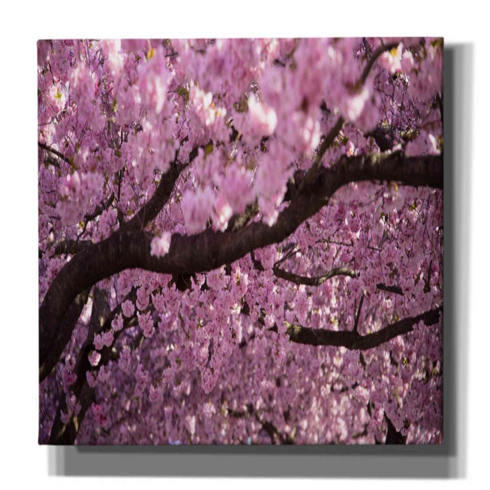 Cortesi Home 'Cherry Blossom Tree Panorama' by Nicklas Gustafsson Canvas Wall Art, 60"x30"